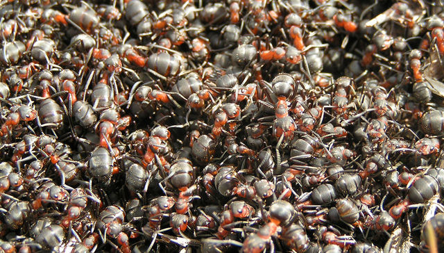 No me banco a las hormigas