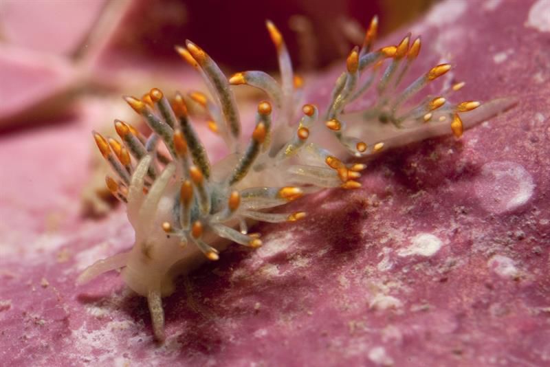 Todo un espectáculo