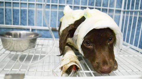 Humanos dicen llamarse