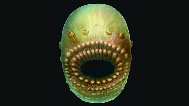 Parientes acuáticos