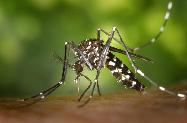 Dengue en Paysandú: detectaron el primer caso importado en una persona que viajó a Bolivia
