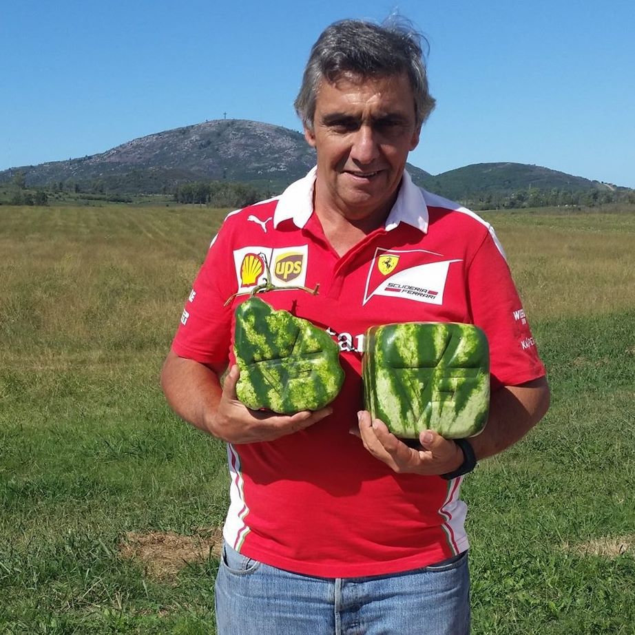 Productor cosecha una sandía con la forma del Uruguay, mediante un original método