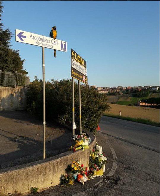 El mejor acompañante