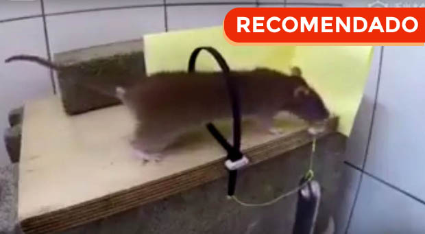 viral: joven atrapa a ratones con ingenioso truco casero