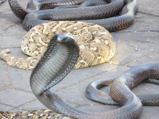 Un Encantador Muere Mordido Por Su Serpiente En La Plaza De Marrakech 9206