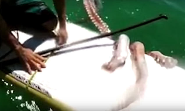 Calamar que se duerme...