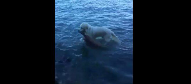 Coraje en cuatro patas