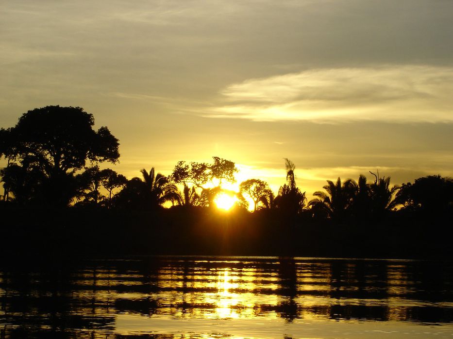 Casi 400 nuevas especies vegetales y animales descubiertas en la Amazonia