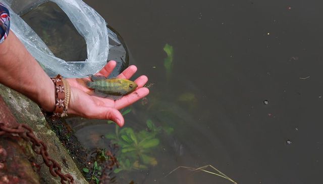 Como pez en el agua