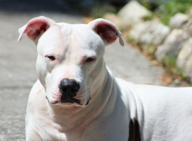 Un joven intentó separar a un Dogo y a un Pitbull que se peleaban, pero terminó mal