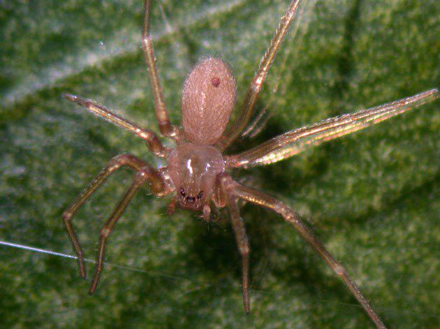 De lejos y a hacer daño