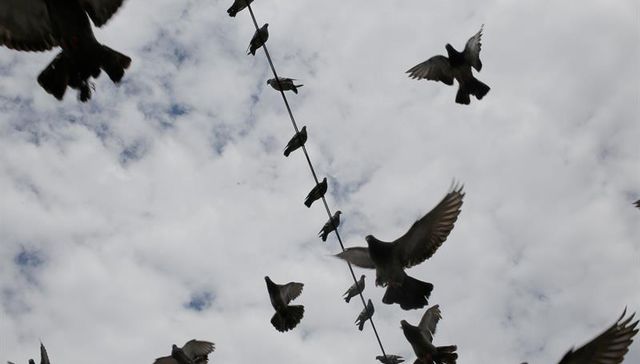 Pero no seguirte el vuelo