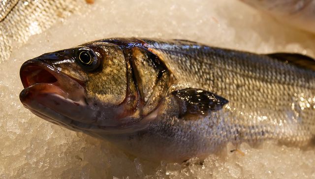 Hay que tener agallas