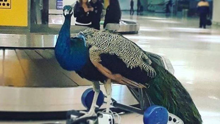 Un pavo pasajero