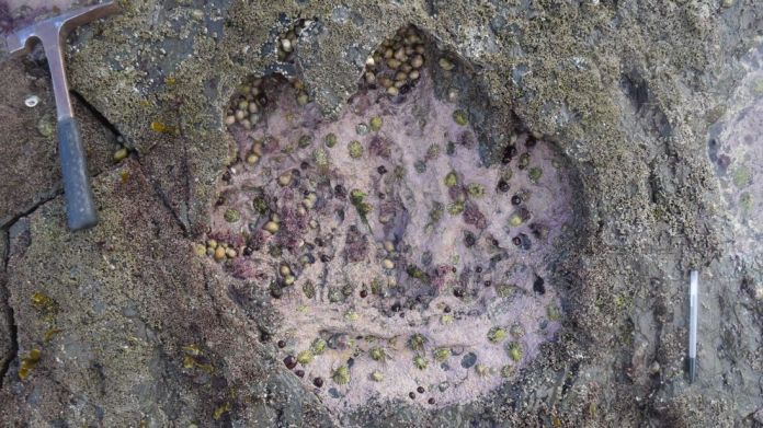 Huellas de dinosaurios en isla escocesa de Skye arrojan luz sobre evolución