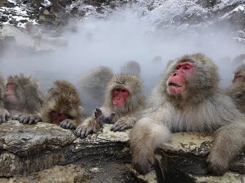 Los populares "monos de nieve" japoneses estrés con aguas termales