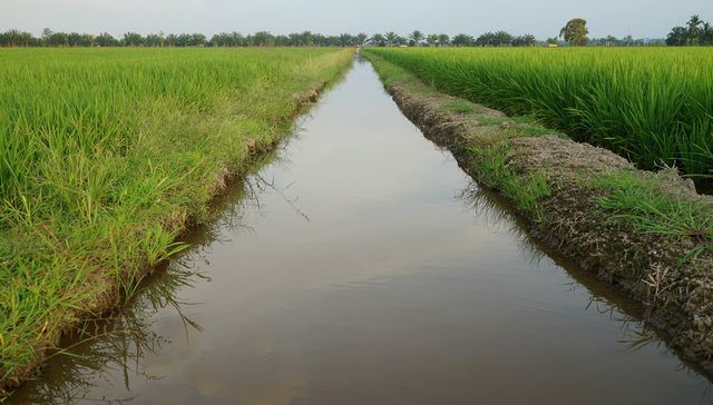 El Bil Gates del arroz