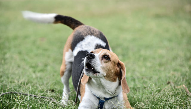 Perro amor explota