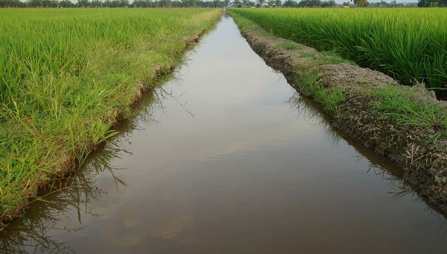 El Bil Gates del arroz