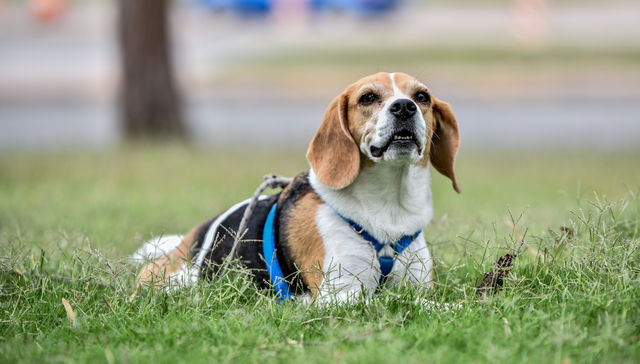 Rumiando la vida: Por Gordo Verde