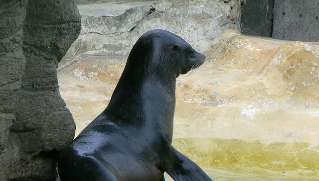 Ayudemos a las criaturas