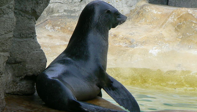 Ayudemos a las criaturas