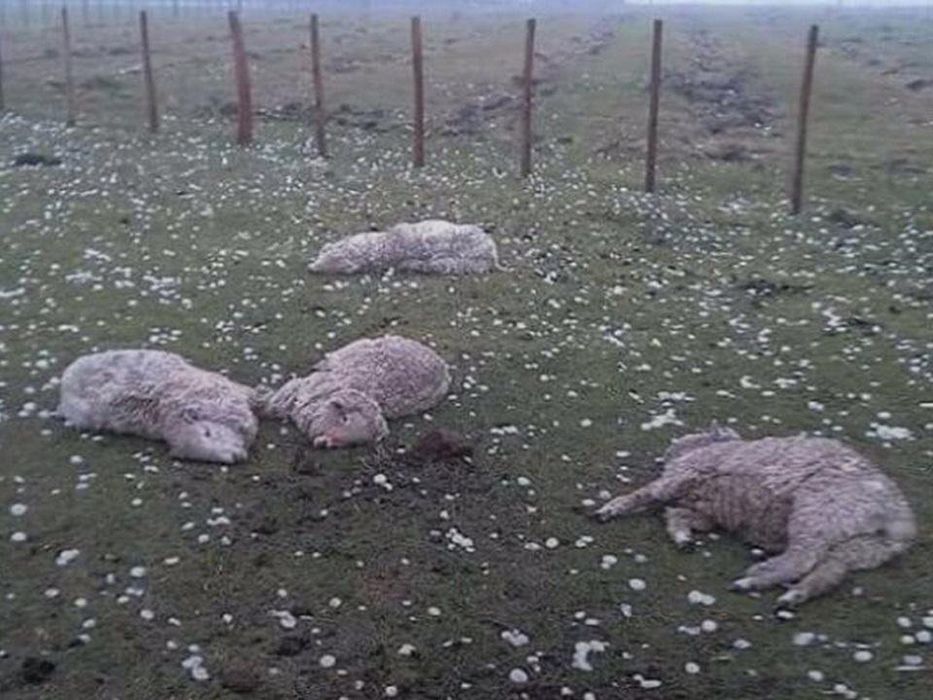 Fueron por lana