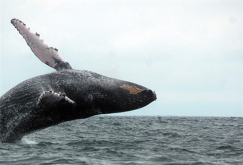 Comienza la temporada de ballenas en Uruguay. Cómo y dónde verlas