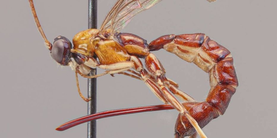 Material de pesadillas