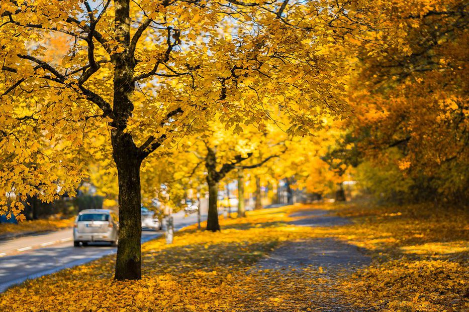 Elegir los árboles adecuados limpia más el aire de la ciudad, según expertos