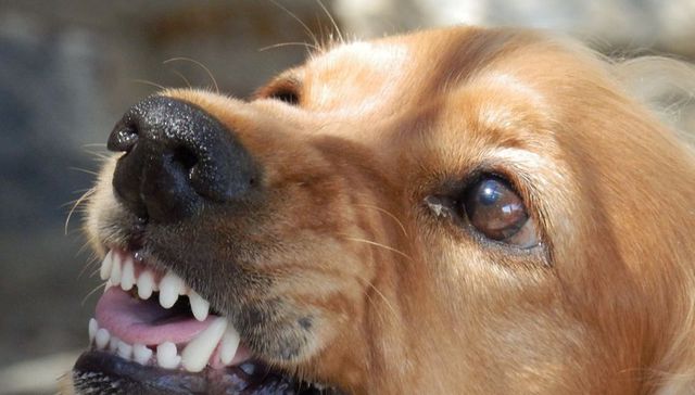 Vida de perros: por Andrés Peirano