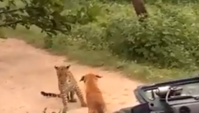 Acá no te hagas el vivo