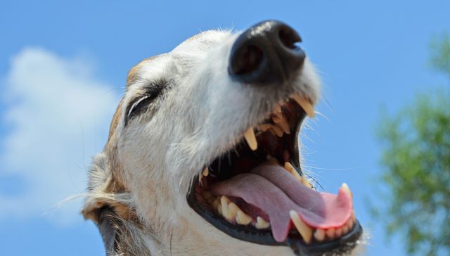 Vida de perros: por Andrés Peirano