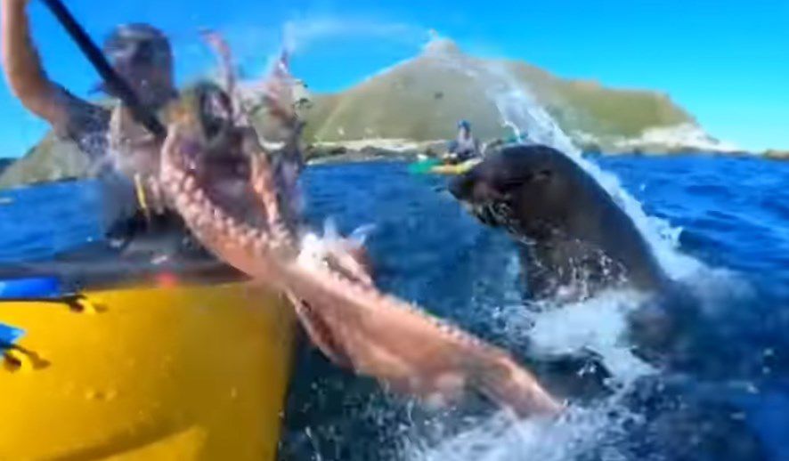 Foca abofetea a un hombre con un pulpo Foca abofetea a un hombre con un pulpo