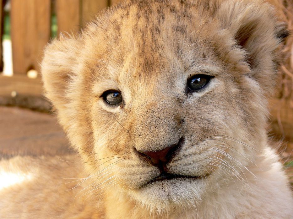 Sudáfrica: nacieron los primeros leones concebidos por inseminación  artificial