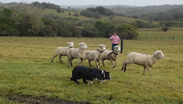 Vida de perros: por Andrés Peirano