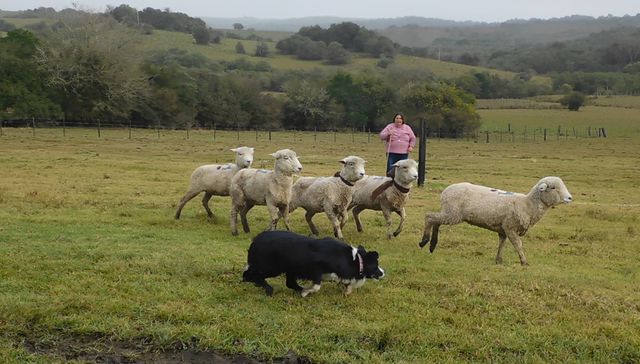 Vida de perros: por Andrés Peirano