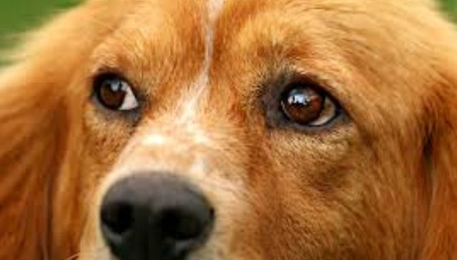 Con la ayuda de tu mejor amigo