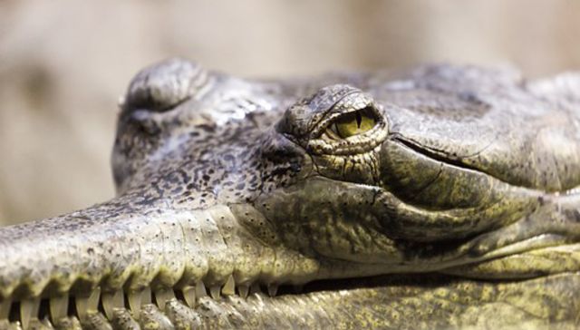 Fijate que volvieron