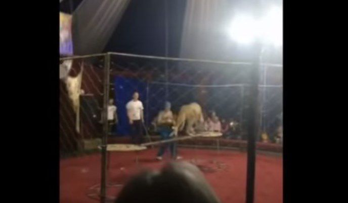 Pequeñita de 4 años es atacada por una leona en un circo