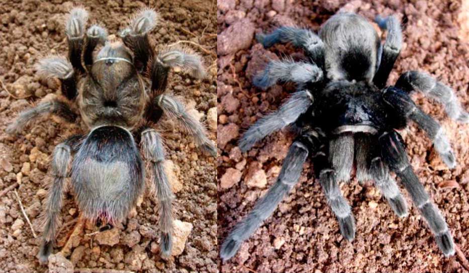 La pinta es lo de menos