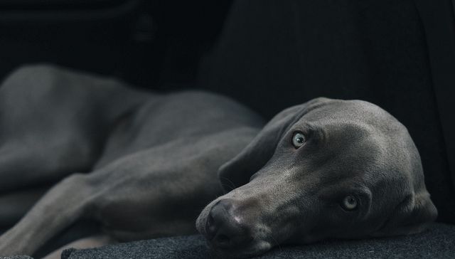 Vida de perros: por Andrés Peirano