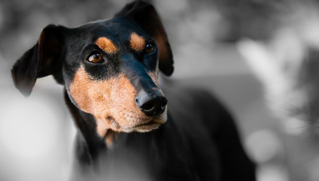 Who let the dogs out?