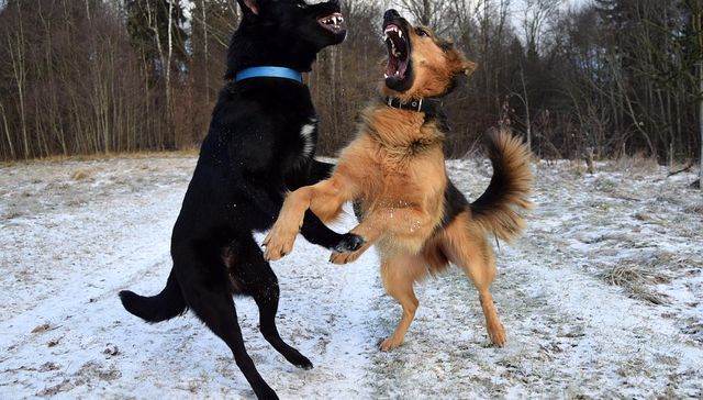 Vida de perros: por Andrés Peirano