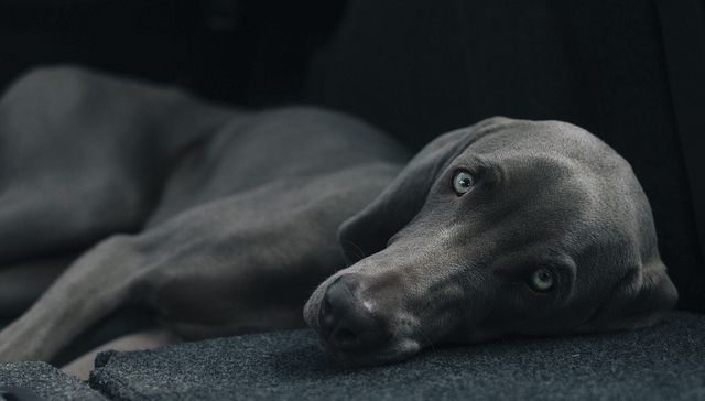 Vida de perros: por Andrés Peirano