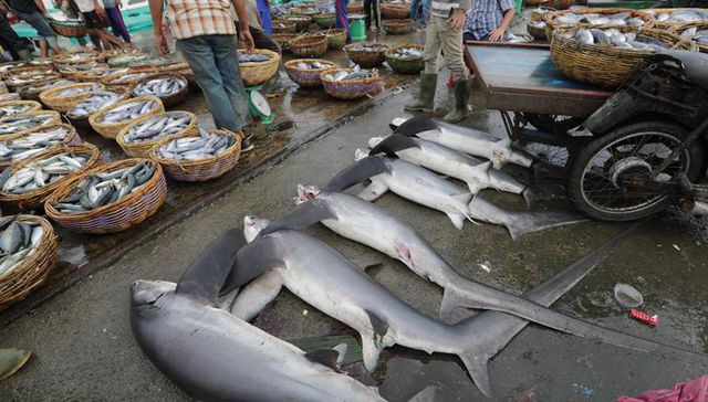 Depredador depredado