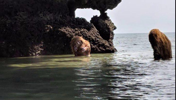 Que la fuerza te acompañe