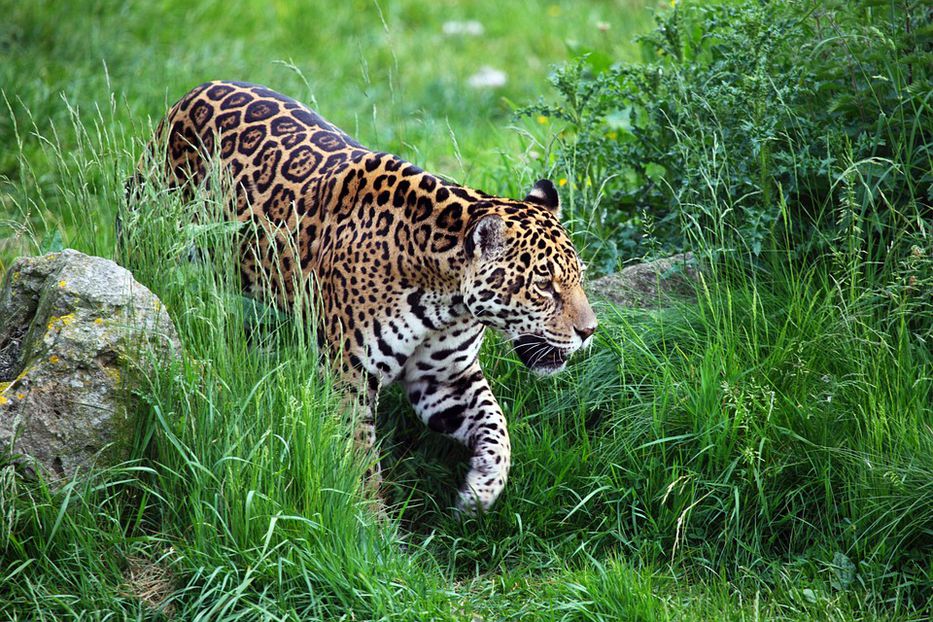Presentan nuevo plan de conservación para salvar al jaguar en América
