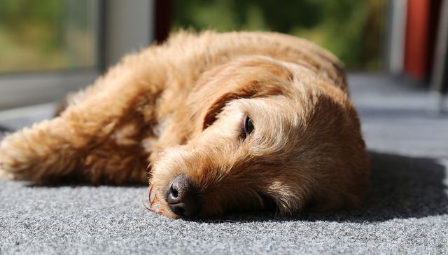 Vida de perros: por Andrés Peirano