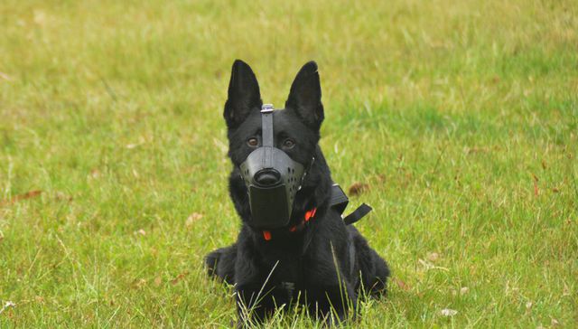 Vida de perros: por Andrés Peirano